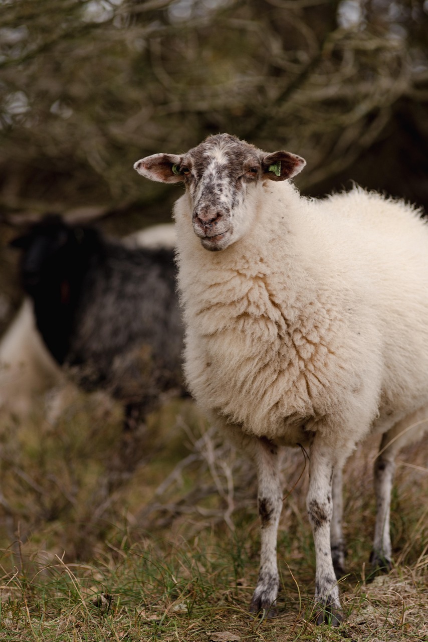 sheep, herd, nature, sheepskin, wool, flock of sheep