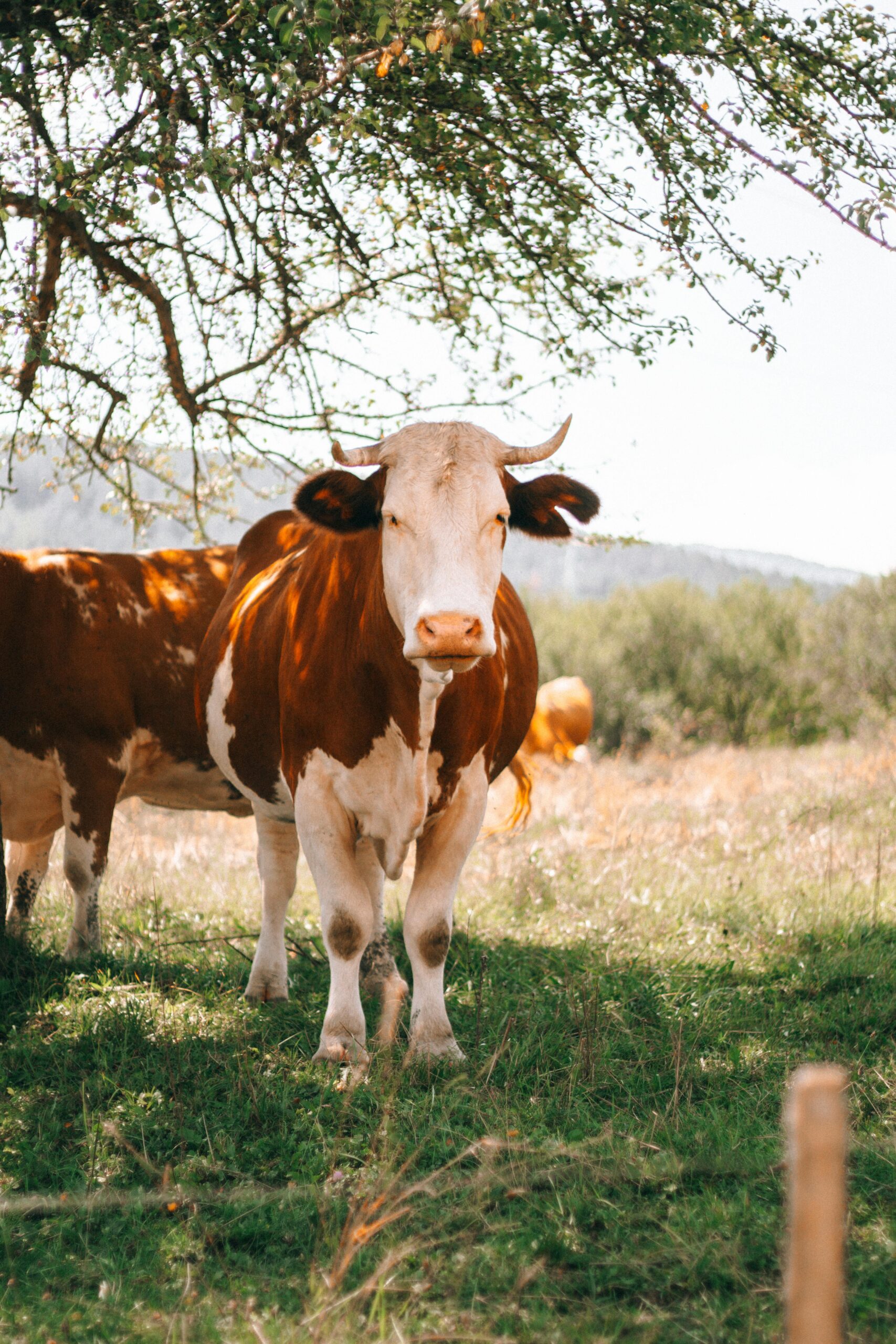A close-up of brown and white cattle standing in a sunlit pasture under a tree.