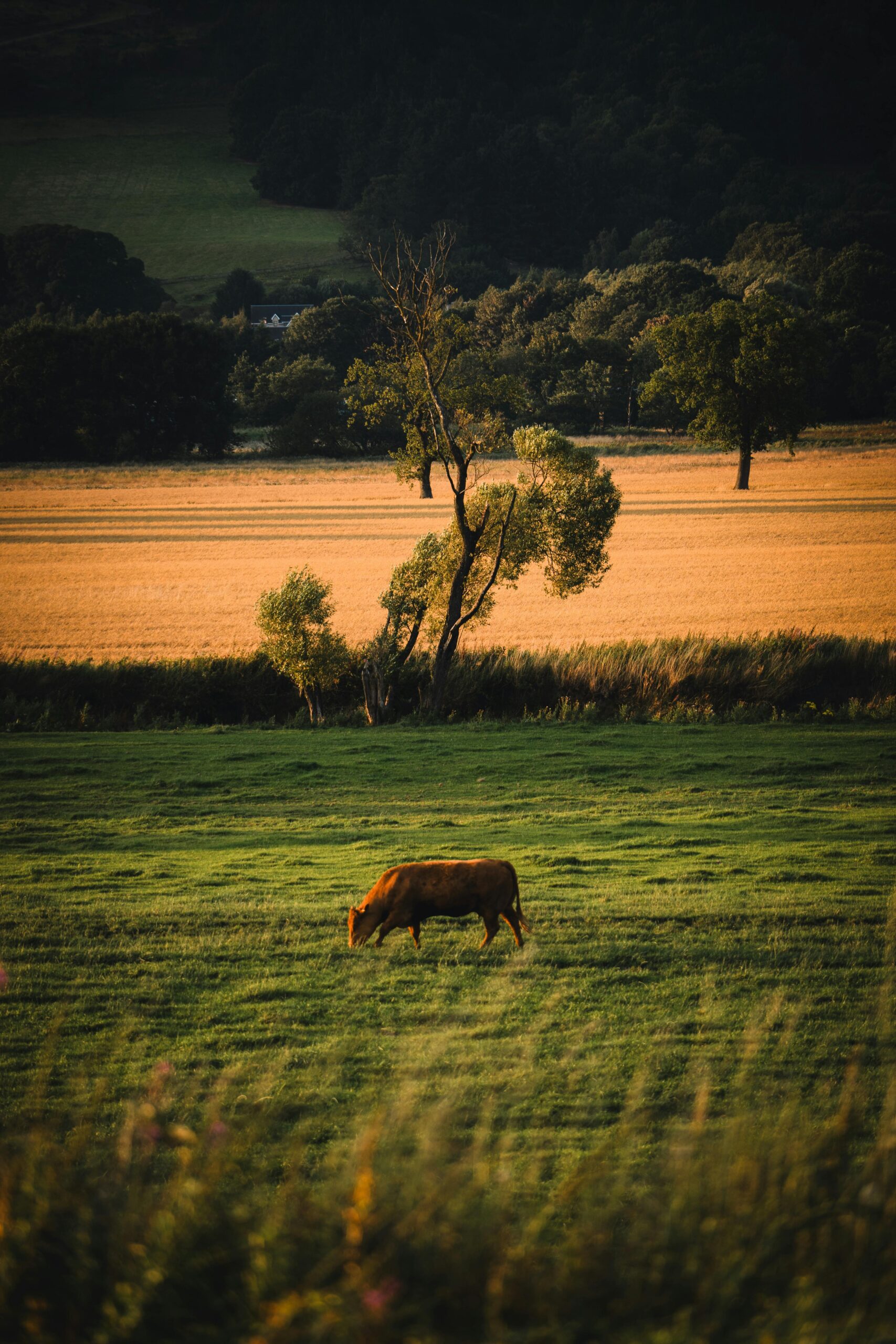 A peaceful scene of a cow grazing in the lush fields of Scotland, illustrating rural tranquility.