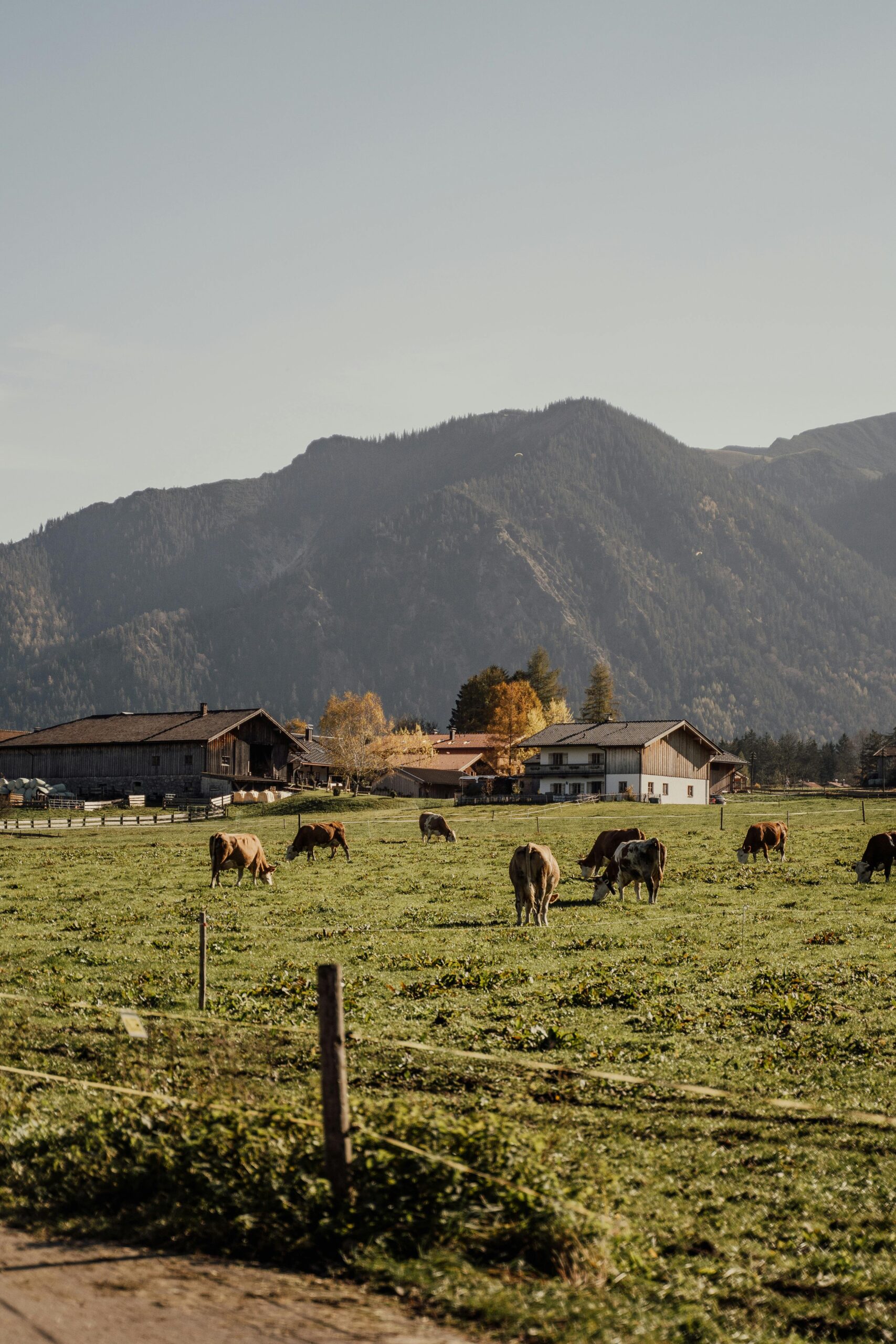 Cows graze in a lush field with picturesque mountains in the background near Munich.